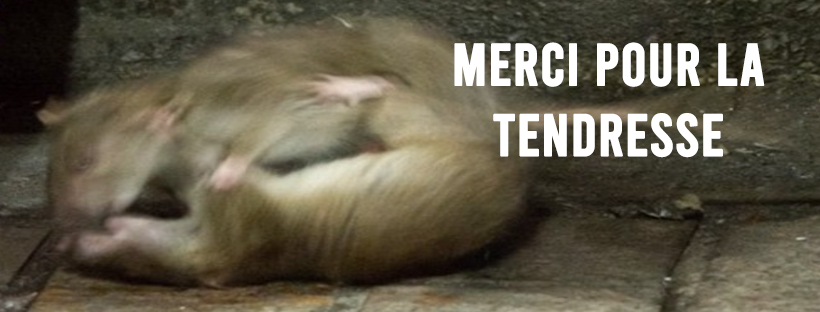 merci-tendresse