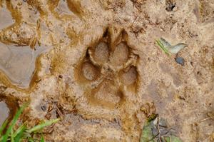 traces
