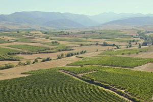 vignes-homes